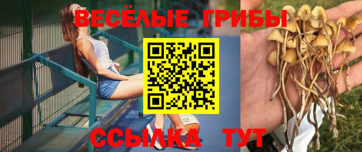Псилоцибиновые грибы мицелий Омск